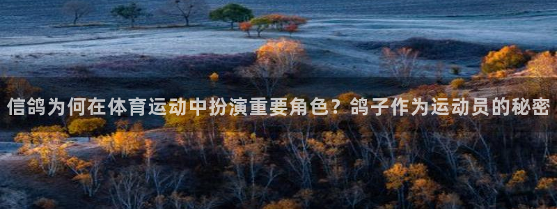 bsport体育入口：信鸽为何在体育运动中扮演重要角色？鸽子作为运动员的秘密